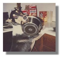Photo: Service Dog Chase brings his bowl for dinner - End of Photo Description