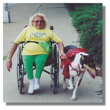 Photo: Service Dog Chase pulling Chris in her wheelchair - End Photo Description