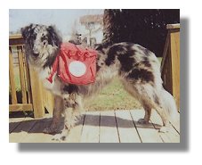 Photo: Service Dog Gabrielle wearing his red service dog pack - End of photo description