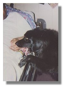 Photo: Service Dog Rex at Leroy's bedside - End of Photo Description