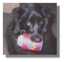 Photo: Service Dog Rex with a soda can in his mouth - End of Photo Description