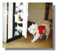 Photo: service dog, Dakota, opening a refrigerator door