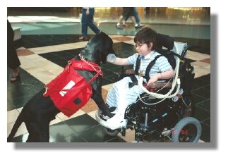 Photo:  young girl in wheelchair being handed an object by a service dog - End of Photo Description